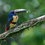 CR-Aracari-5164