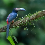 CR-Collared-Aracari-