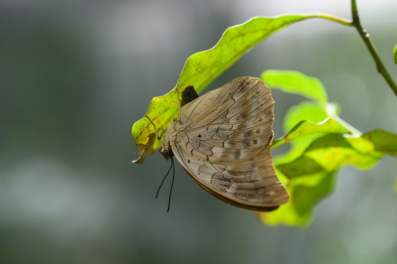 Costa-Rica-0925