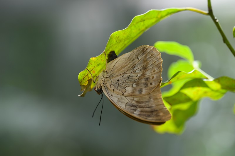 Costa-Rica-0926