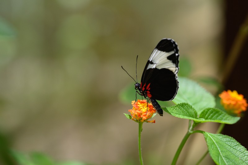 Costa-Rica-0976