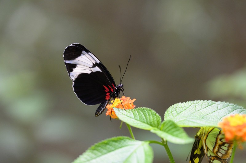 Costa-Rica-0999