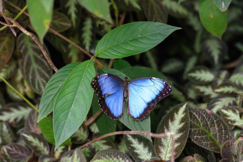 Costa-Rica-1095