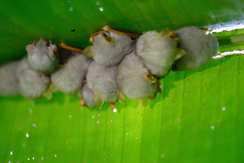 Costa-Rica-1182